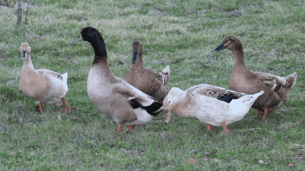 Create a Serene Oasis