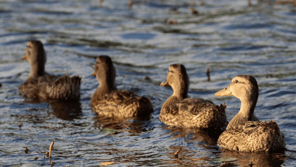 How to Deter Ducks: Effective Prevention Methods 1 Deter Ducks