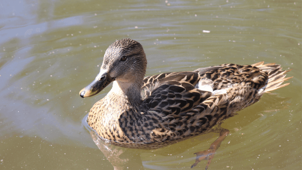 Diverse brown duck species swimming in a pond
