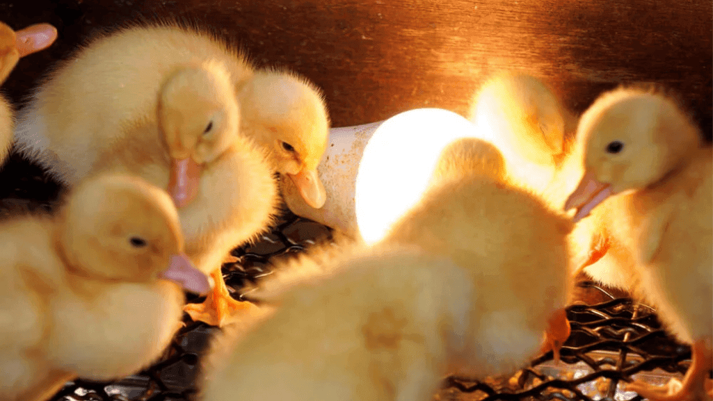 Duck Brooder Heating