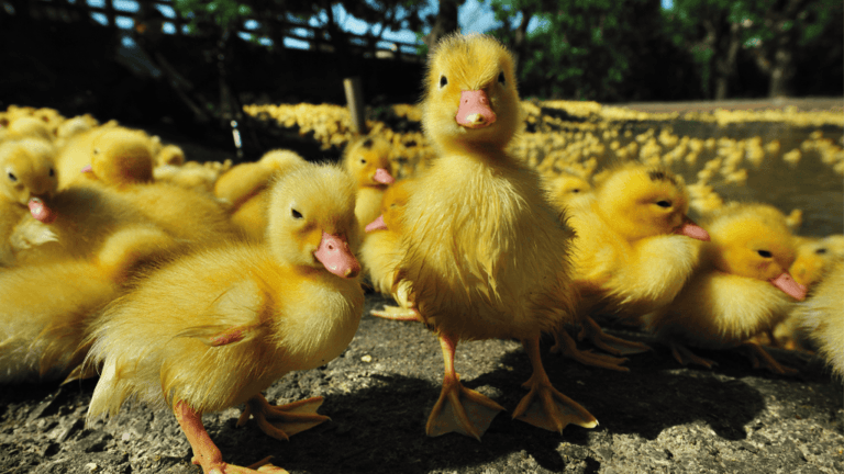 Essential Duck Brooder Setup Guide for Beginners 1 Duck Brooder Setup