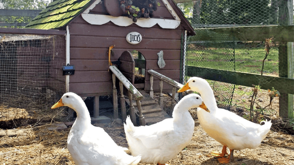 Duck Coop