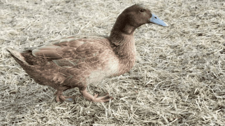 Duck Egg Breeds Guide: Best Varieties for Laying 1 Duck Egg Breeds