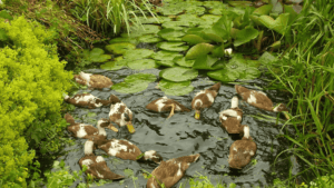 Duck Pond Design