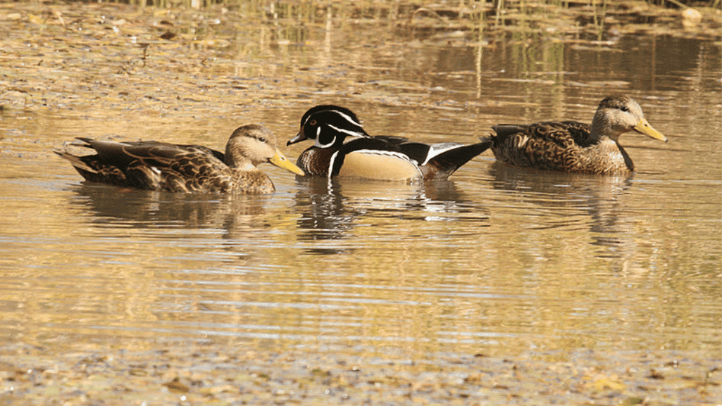Duck habitat conservation in a self-cleaning pond