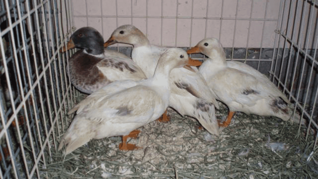 Duck hens with their ducklings