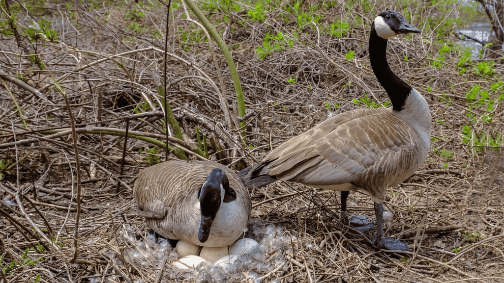 Duck nest lined with feathers