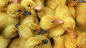 Duckling Breeds