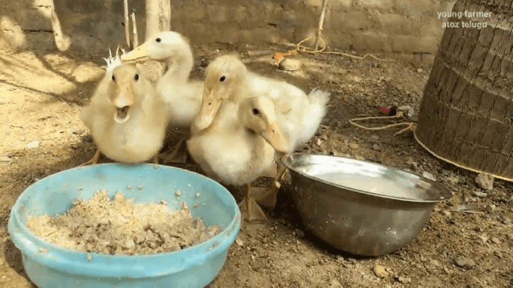 Duckling Feed Requirements