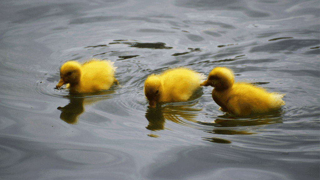 Duckling Swimming and Outdoor