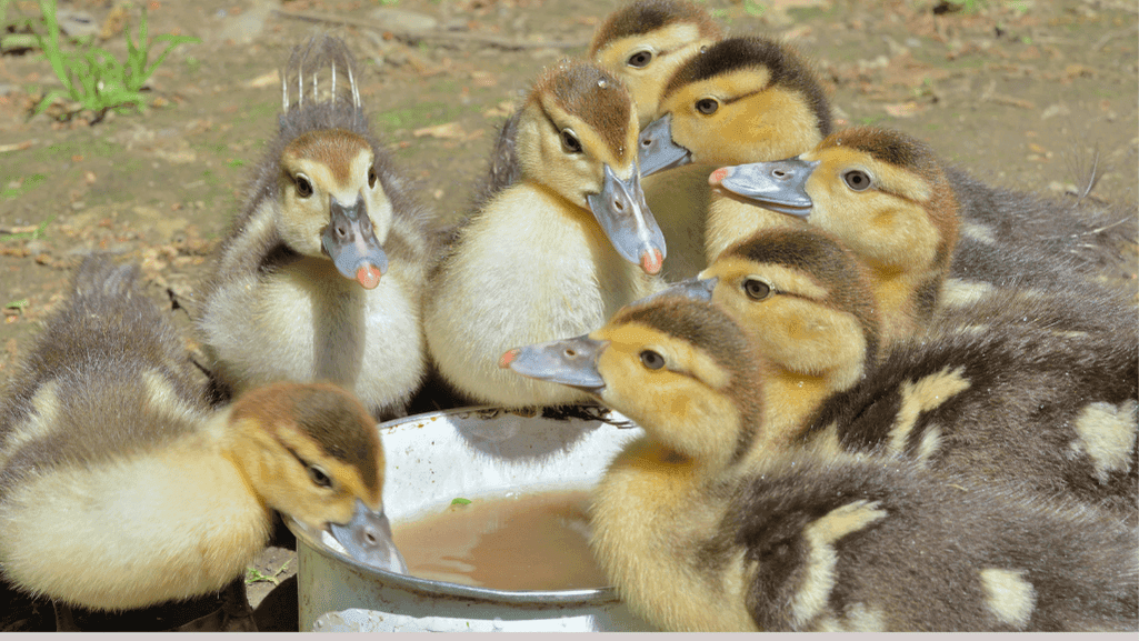 Ducklings drinking water