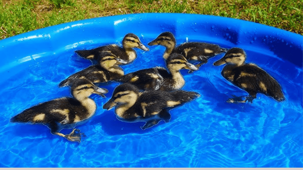 Ducklings swimming in a kid pool