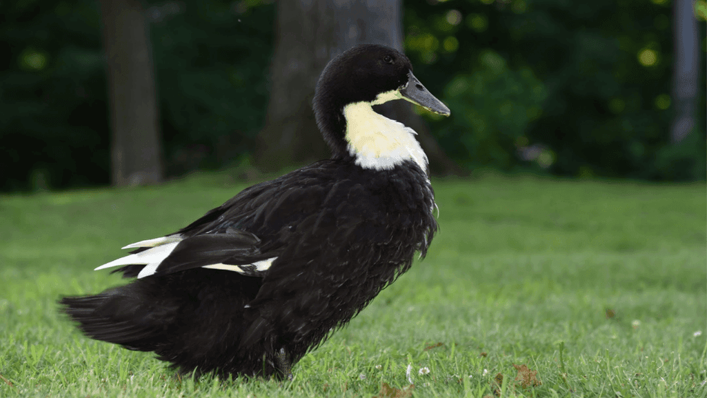Ducks in Sweden's natural habitats