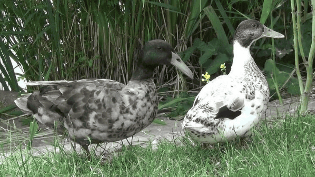 Dutch Hookbill Duck characteristics