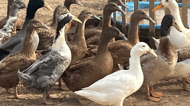Dutch Hookbill Ducks: Unique Charm for Your Homestead 1 Dutch Hookbill Ducks