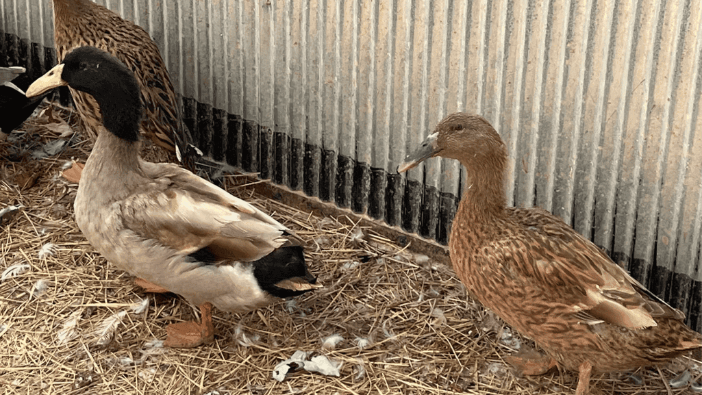 Dutch Hookbill Ducks in a backyard setting