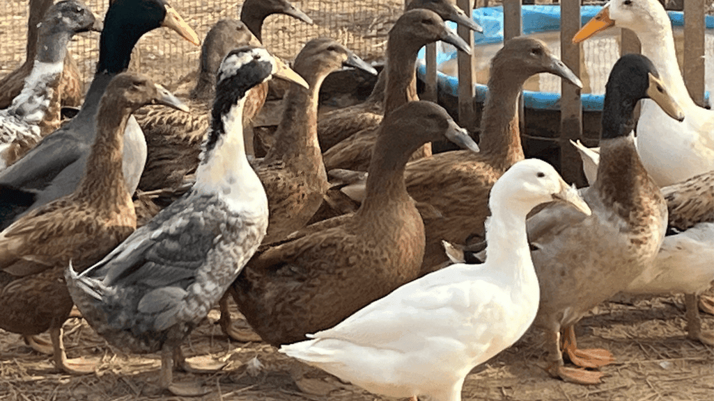 Dutch Hookbill Ducks