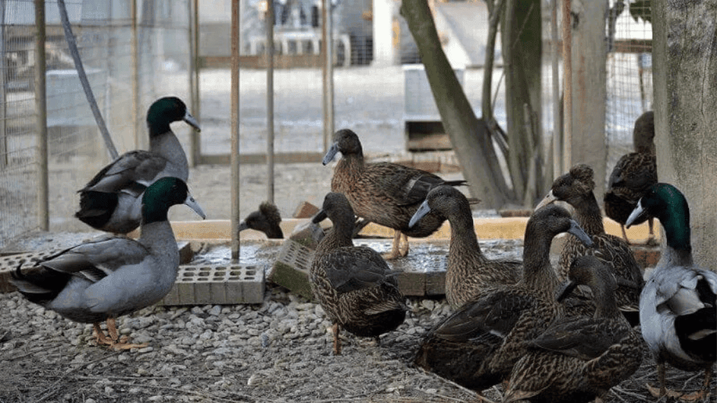 Elegant Dutch Hookbill Ducks foraging in a natural setting