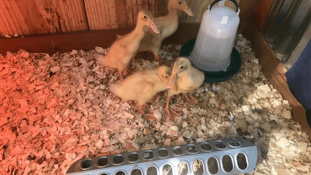 Essential Brooder Supplies for Ducks