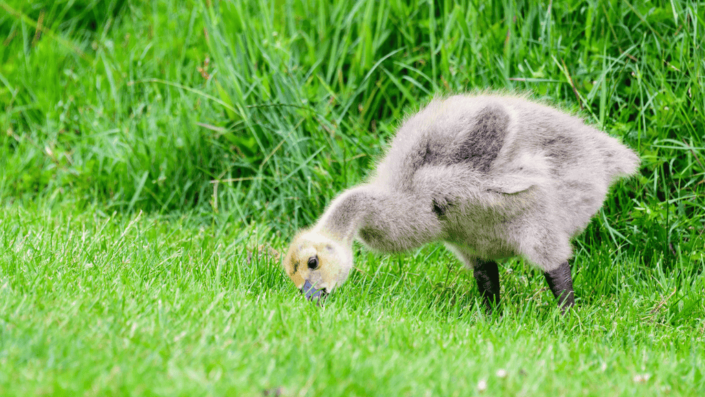Feeding Your Baby Goose