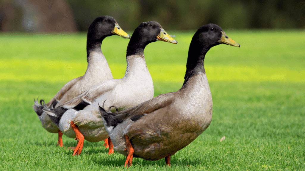 Friendly Abacot Ranger ducks foraging in a garden
