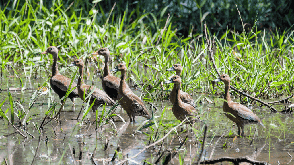 Fulvous Whistling Duck flocks