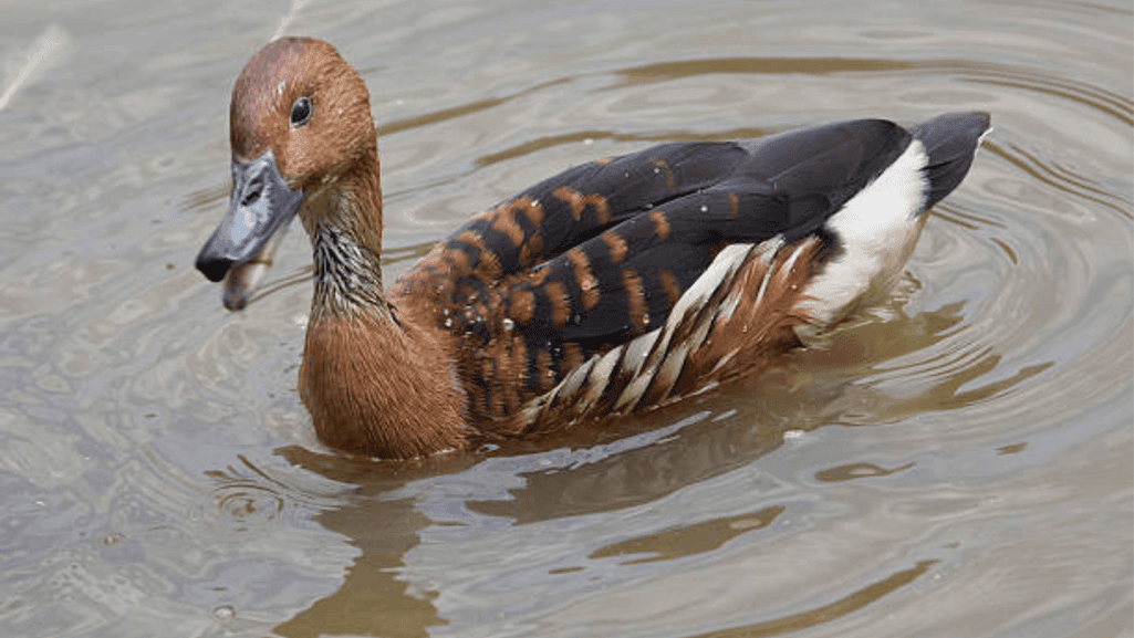Fulvous Whistling Duck in its natural habitat