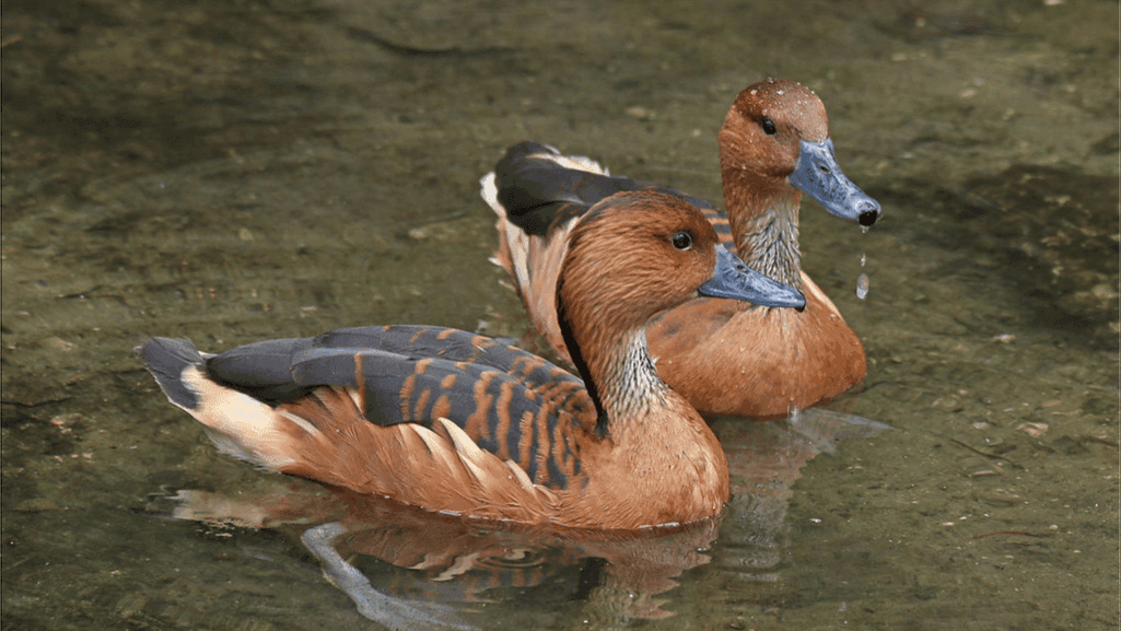Fulvous Whistling-Duck migratory patterns