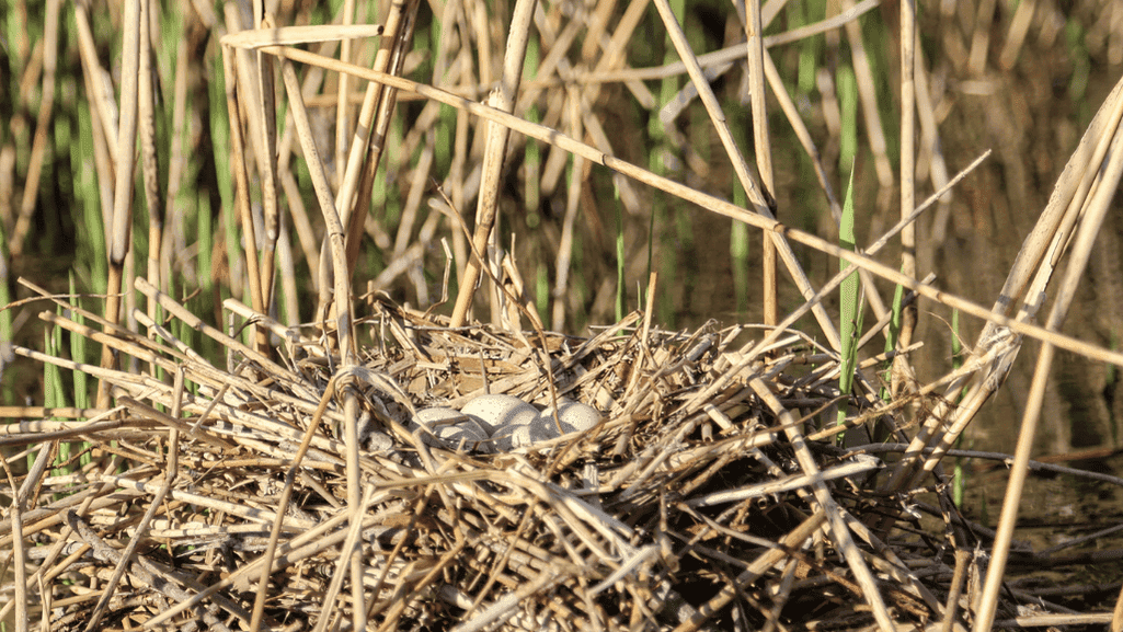 Fulvous Whistling Duck nest with eggs