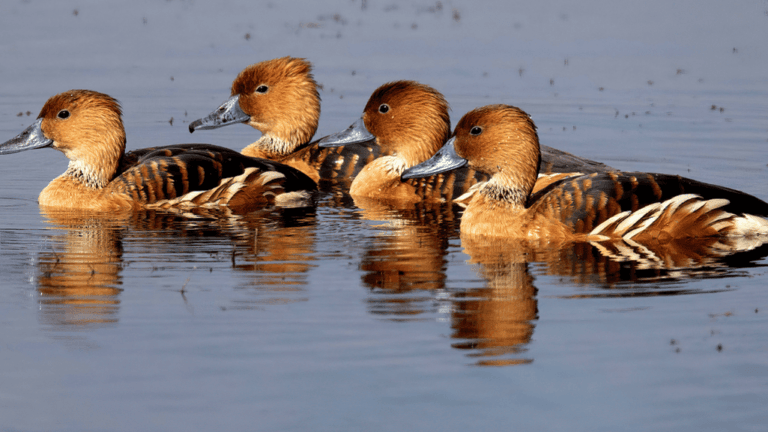 Discover the Majestic Fulvous Whistling Duck 1 Fulvous Whistling Duck
