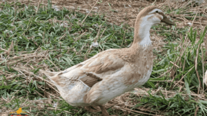 Golden Cascade Ducks