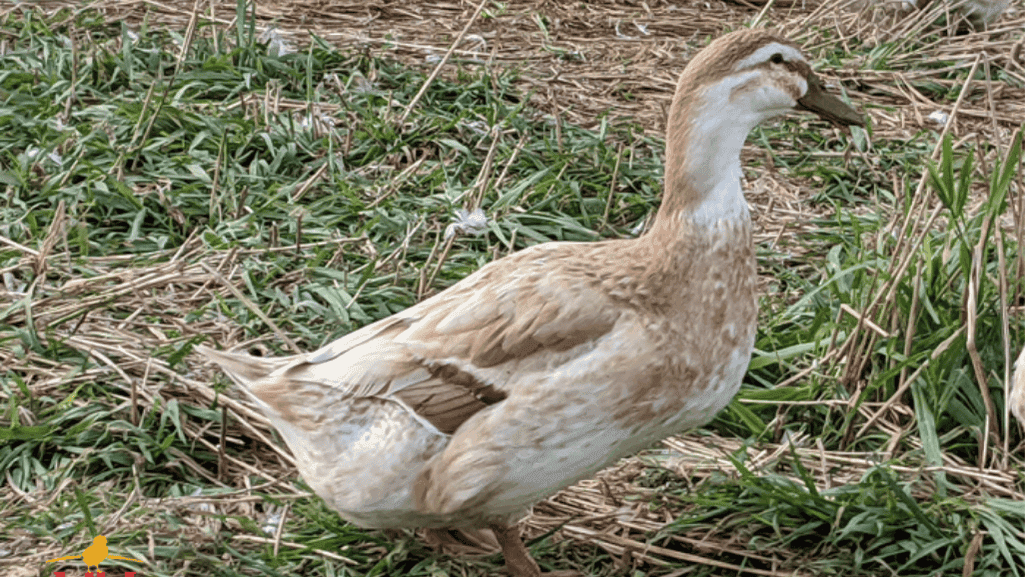 Golden Cascade Ducks: Nature's Elegant Waterfowl 1 Golden Cascade Ducks