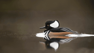 Hooded Merganser Ducks