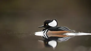 Hooded Merganser Ducks