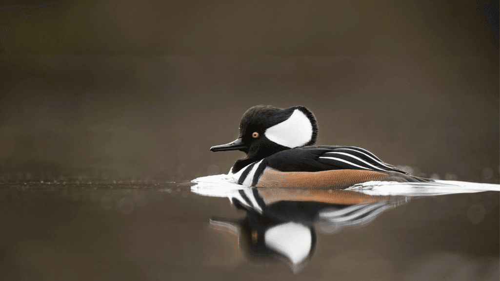 Discover the Majestic Hooded Merganser Ducks 1 Hooded Merganser Ducks