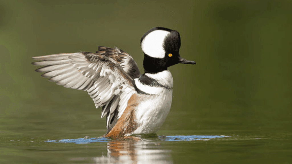 Hooded Merganser conservation efforts