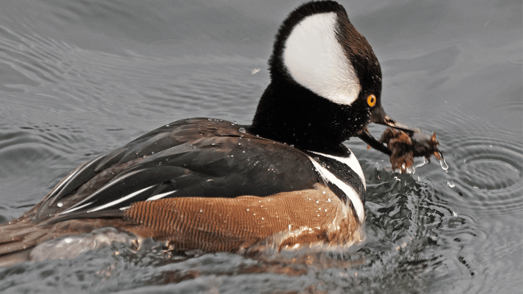 Hooded Merganser ducks in wetland habitats