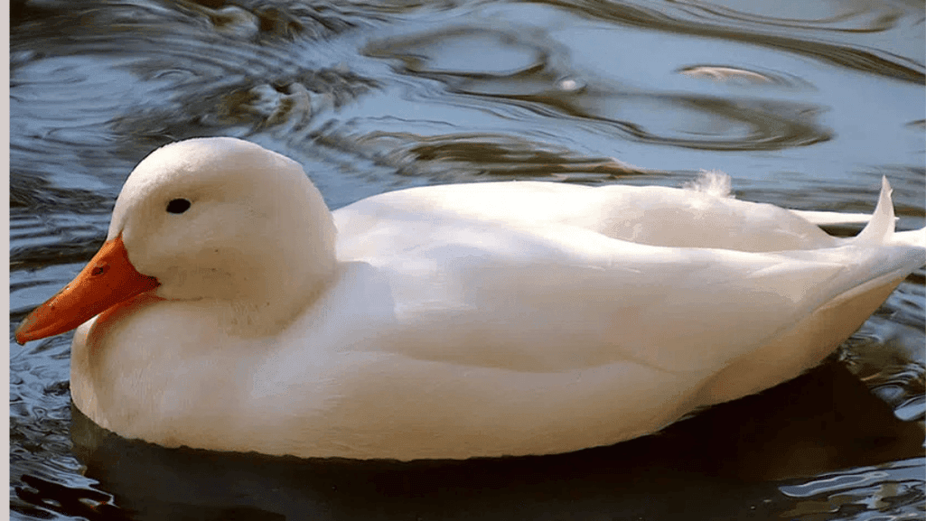 How Long Do Ducks Live: Bird Lifespan Guide 1 How Long Do Ducks Live