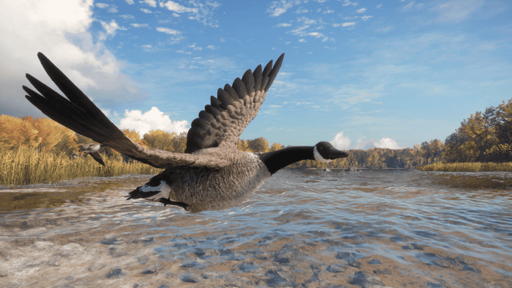 Impact of Wind on Goose Calling