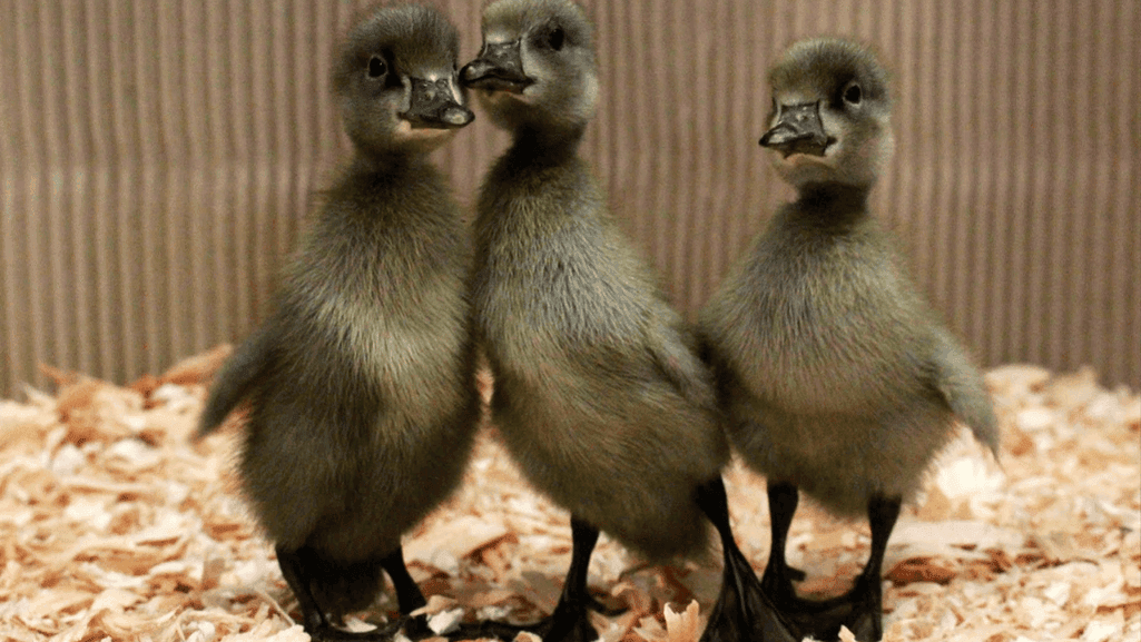 Indian Runner ducklings