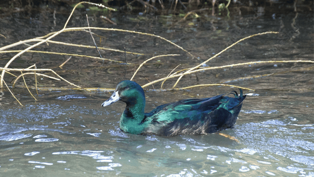 Iridescent Plumage of Cayuga Ducks