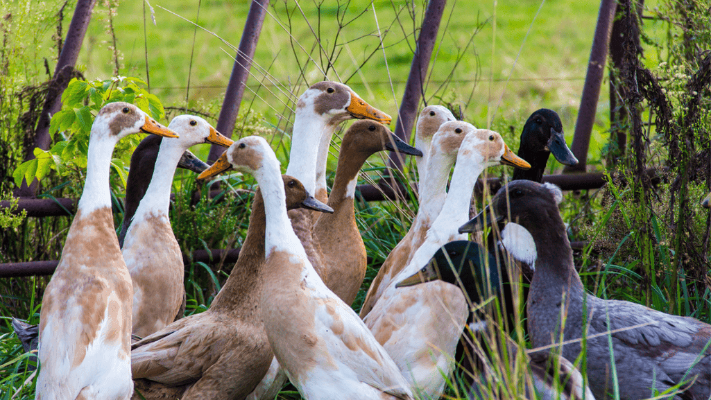 Long Neck Duck: A Guide to This Unique Waterfowl Species 1 Long Neck Duck