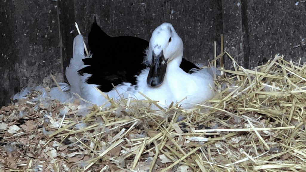 Magpie duck egg production