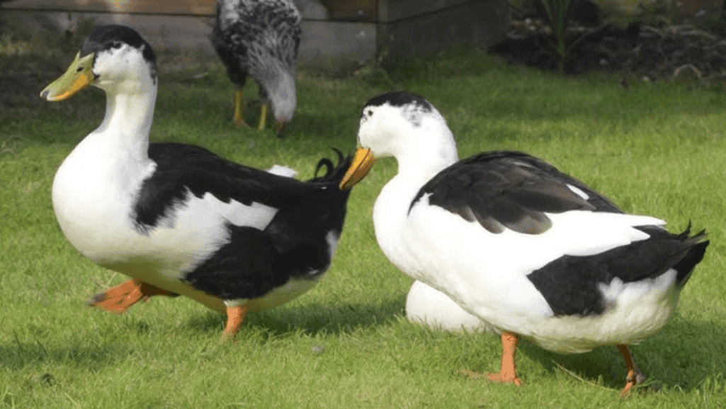Magpie ducks as cherished pet companions