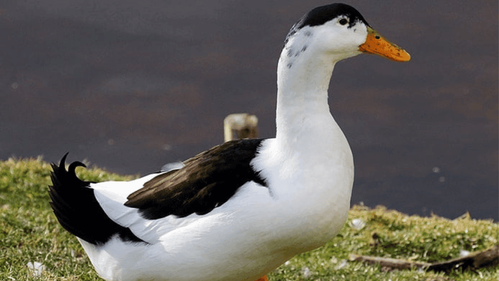Magpie ducks in their ideal habitat