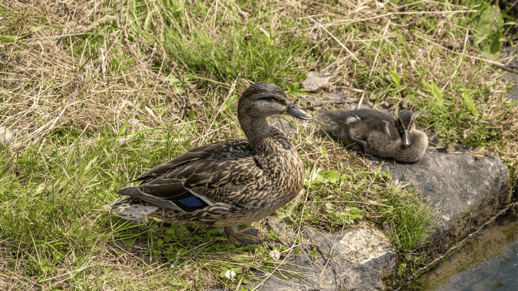 Mallard Duck Protection Strategies
