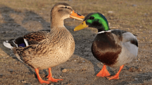 Mallard Ducks
