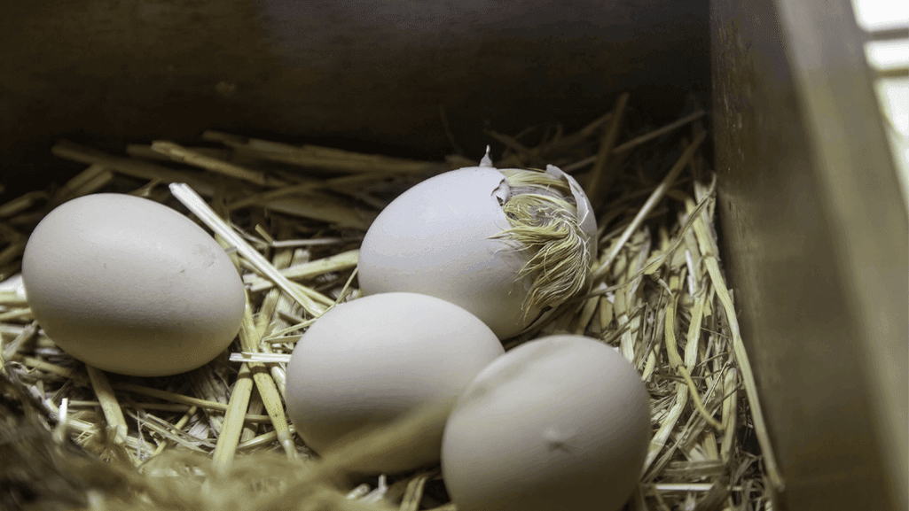 Mallard Egg Hatching Process