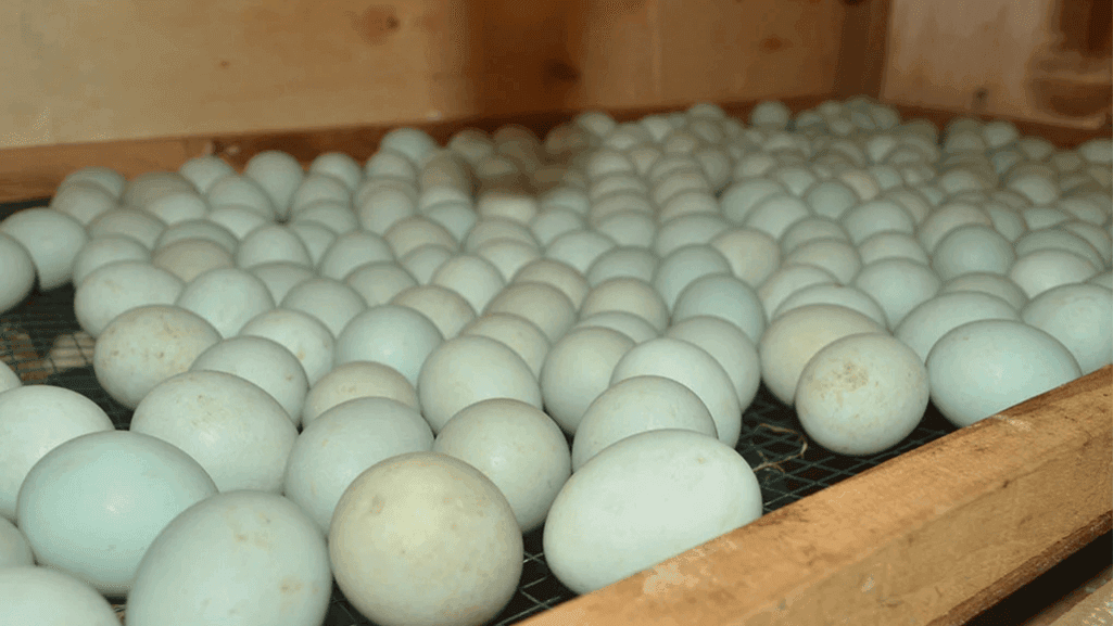 Mallard Egg Incubation Process