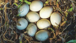 Mallard Eggs